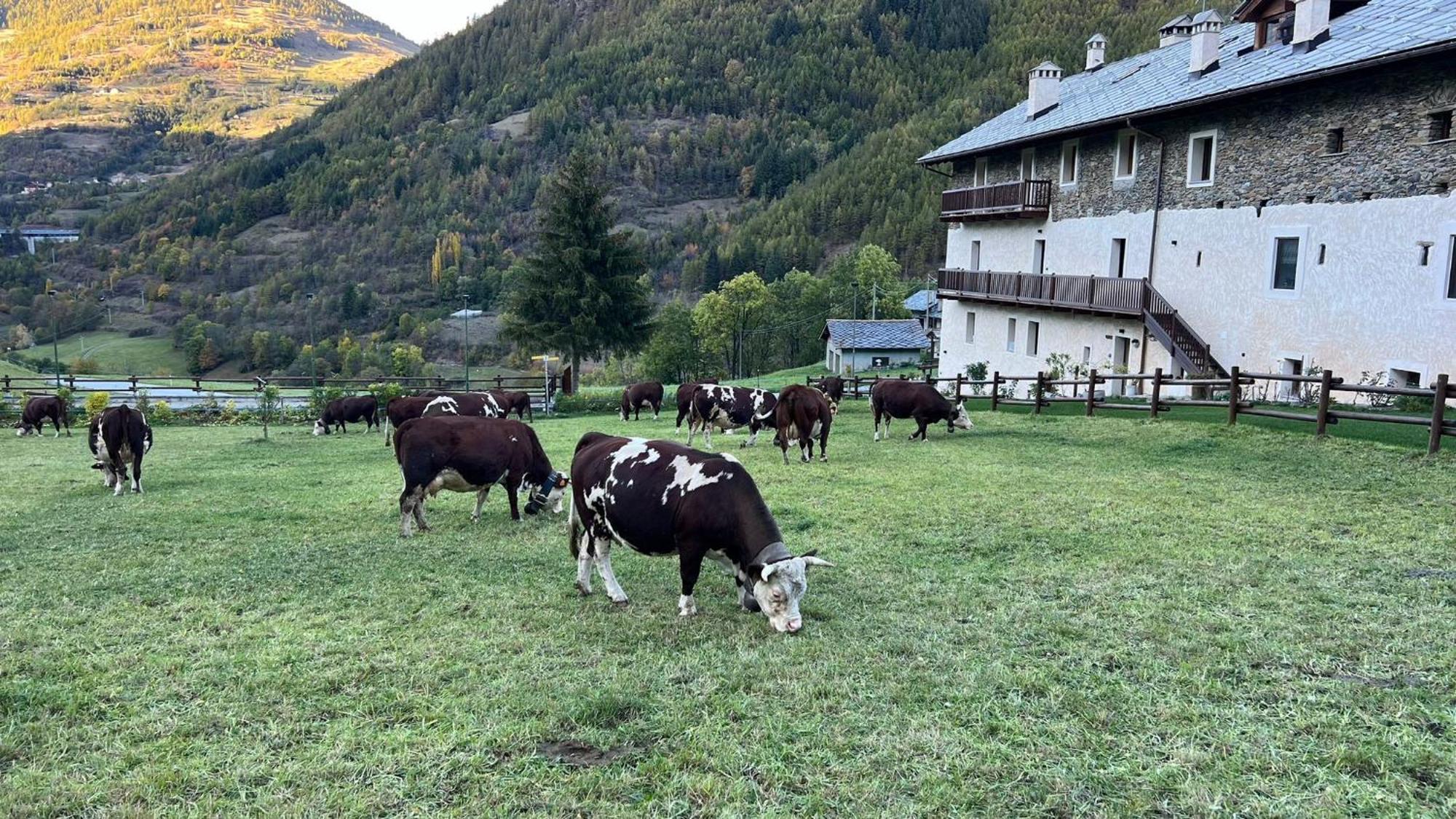 Maison Marcoz - Appartamenti Vacanze Etroubles Dış mekan fotoğraf